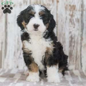Isabel, Mini Bernedoodle Puppy